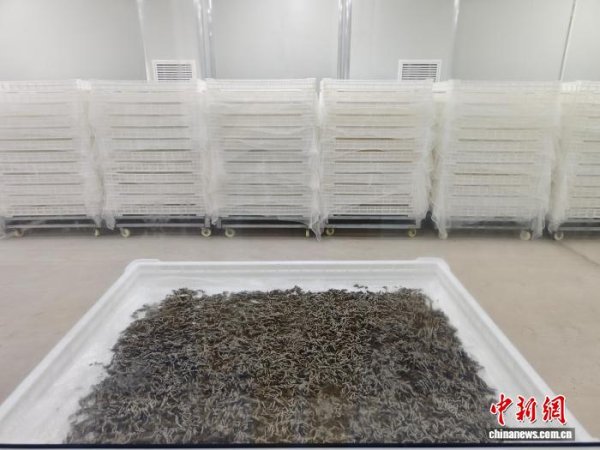 金盛网 （活力中国调研行）蚕桑产业有新意 “一根丝”织密乡村共富网